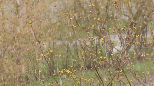 Bourgeon de printemps vert recouvert de neige . — Video