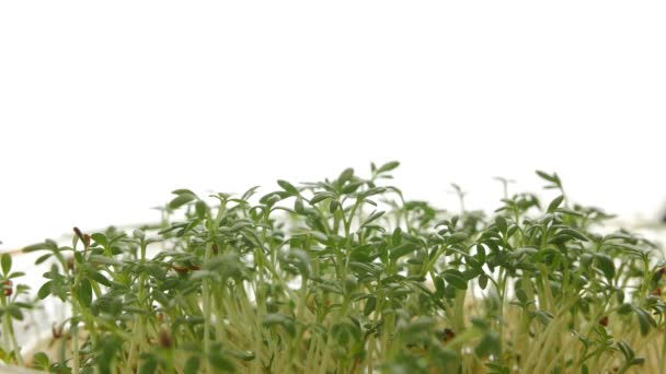 Verse groene tuinkers geïsoleerd op witte achtergrond. — Stockvideo