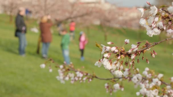Blossoming sakura tree. Selective focus  blurry background. — Stock Video