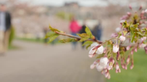 Sakura blüht auf. Passanten im Hintergrund. Selektiver Fokus. — Stockvideo