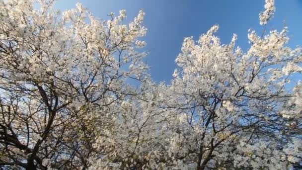 Tranquil escena flor ciruelo árbol por la primavera . — Vídeo de stock