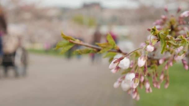 Sakura virágokat. Járókelők a háttérben. Szelektív összpontosít. — Stock videók