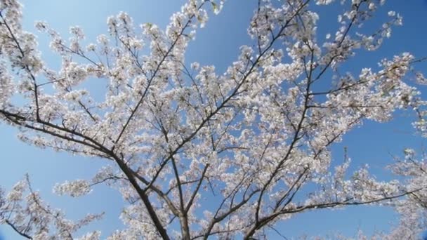 桜の花、スローモーションで台車の下で. — ストック動画