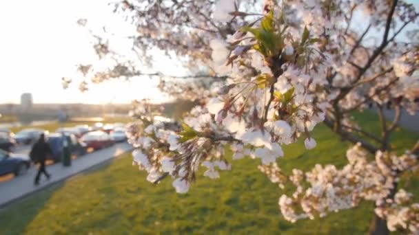 Gren af et blomstrende kirsebærtræ med smukke hvide blomster. Langsom dybdeskarphed. – Stock-video