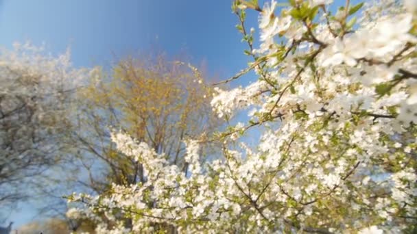 Flor de ciruelo en primavera. Cámara lenta, gran angular punto de vista bajo . — Vídeo de stock