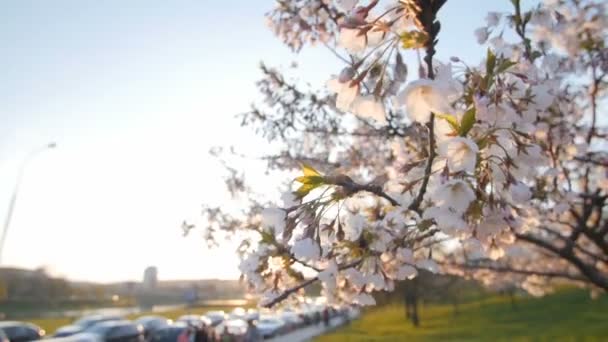 Branch of a blossoming cherry tree with beautiful pink flowers. Shallow depth of field. Sunlight. — Stock Video