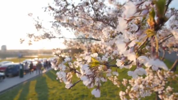 En gren af et blomstrende kirsebærtræ. Langsom dybdeskarphed . – Stock-video