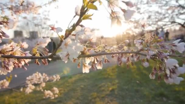 Gren av en blommande körsbär träd med vackra rosa blommor. Kort skärpedjup. Sunbeam — Stockvideo