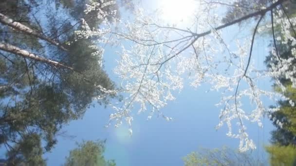 Visão de baixo ângulo de um dossel de ameixa branca florescendo — Vídeo de Stock