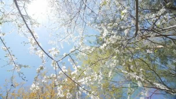 Vista de ángulo bajo de un dosel de ciruelo blanco en flor — Vídeos de Stock
