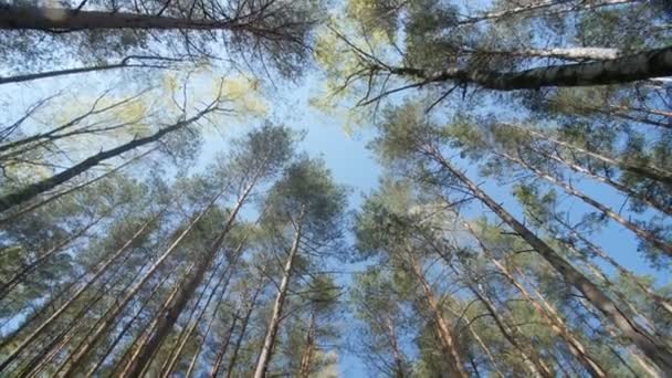 Sol primaveral que brilla a través del dosel de árboles altos . — Vídeos de Stock