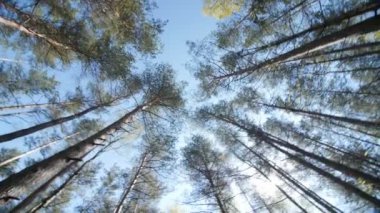 Uzun boylu ağaçlar gölgelik ile parlayan bahar güneşi.