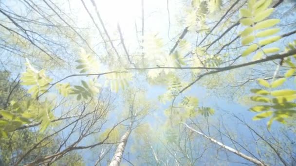 Uzun boylu ağaçlar gölgelik ile parlayan bahar güneşi. — Stok video