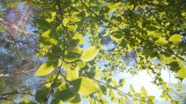 Yaprakları parlak mavi gökyüzü karşı.