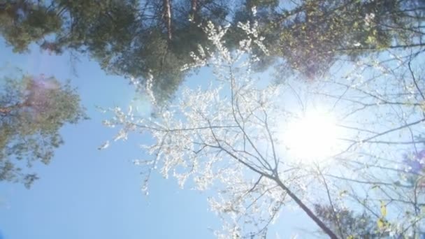 Vue en angle bas d'un couvert de pruniers blancs en fleurs 