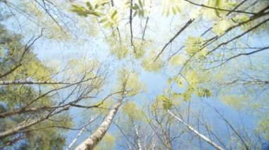 Uzun boylu ağaçlar gölgelik ile parlayan bahar güneşi.