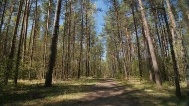 Orman görünümüne yerden