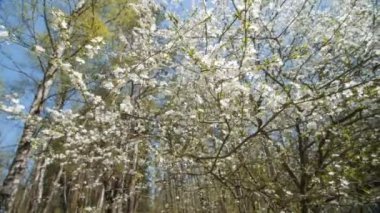 Mavi gökyüzüne karşı güzel çiçek açan erik ağacı .