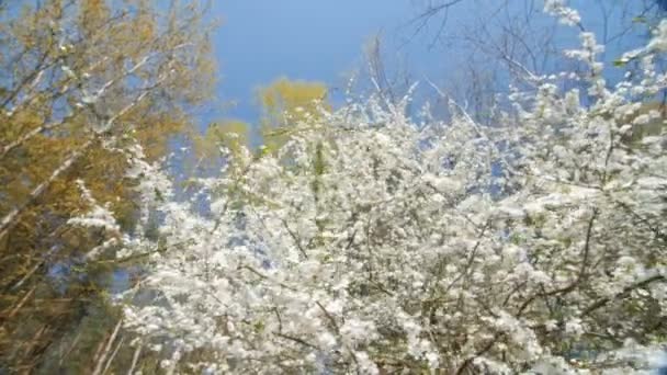 Schöner blühender Pflaumenbaum vor blauem Himmel . — Stockvideo