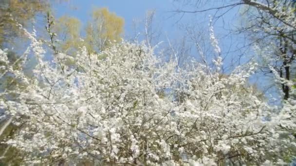 Mooie bloeiende pruim boom tegen blauwe hemel . — Stockvideo