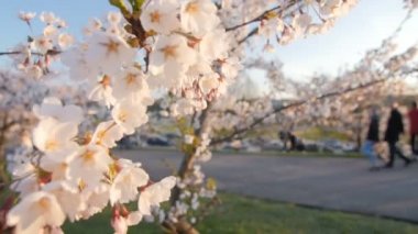 Güzel pembe çiçekli kiraz çiçek açması ağacının dalını. Sığ derinlik-in tarla.