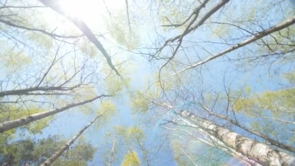 Le soleil printanier brille à travers le couvert des grands arbres .