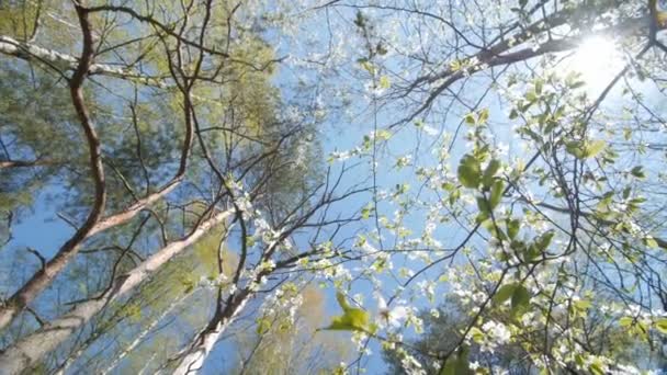 Blick nach oben unter dem Baldachin eines Pflaumenbaums. — Stockvideo