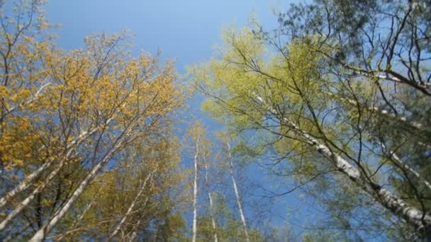 En levant les yeux sous le couvert d'un arbre. Printemps 