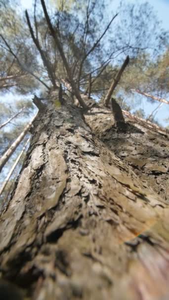仰望一棵松树到它的树冠. — 图库视频影像