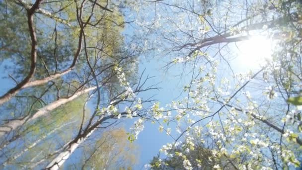 Levant les yeux sous le couvert d'un prunier .