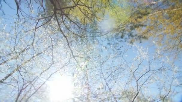 Blick nach oben unter dem Baldachin eines Pflaumenbaums. — Stockvideo