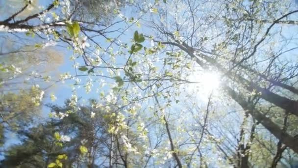 Levant les yeux sous le couvert d'un prunier .