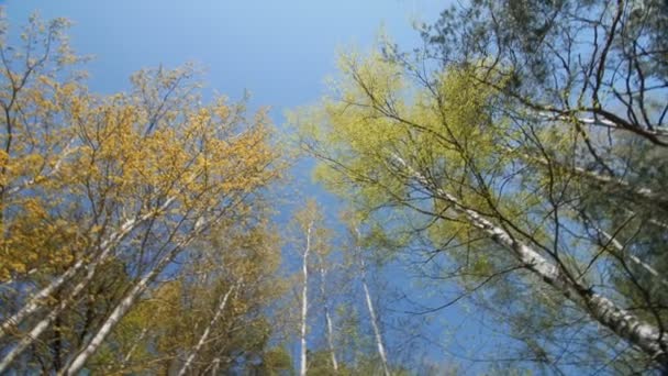 Opzoeken onder het bladerdak van een bomen. Lente — Stockvideo