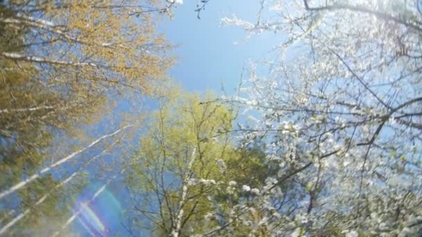 Levant les yeux sous le couvert d'un prunier .