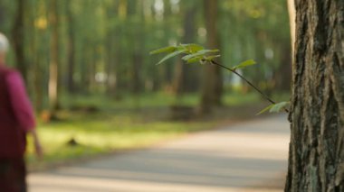 Park bokeh, Bahar ve yaz sezonu ile insan faaliyetlerinin arka plan bulanık