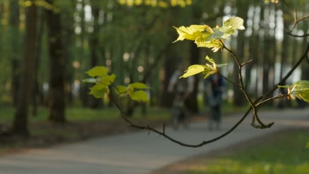 Park bokeh, Bahar ve yaz sezonu ile insan faaliyetlerinin arka plan bulanık — Stok video