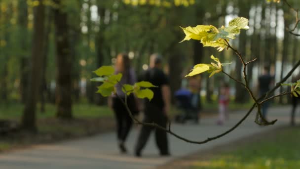 Onscherpe achtergrond van mensen activiteiten in park met bokeh, lente en zomer seizoen — Stockvideo