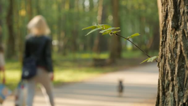 Fond flou des activités humaines dans le parc avec bokeh, printemps et été — Video