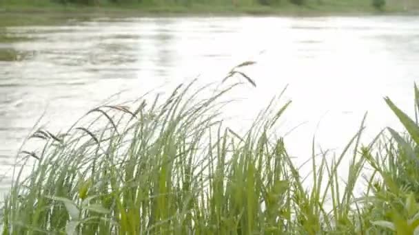 Hierba verde en el viento sobre fondo de agua — Vídeos de Stock