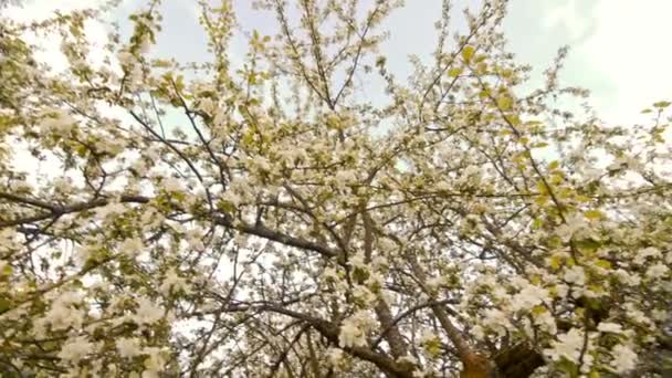 Bloeiende appelbomen met witte bloemen in het voorjaar. — Stockvideo