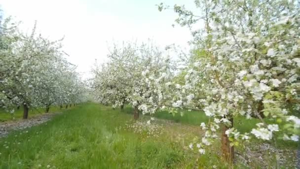 Ανθισμένα δέντρα μηλιάς με τα άσπρα λουλούδια άνοιξη. — Αρχείο Βίντεο