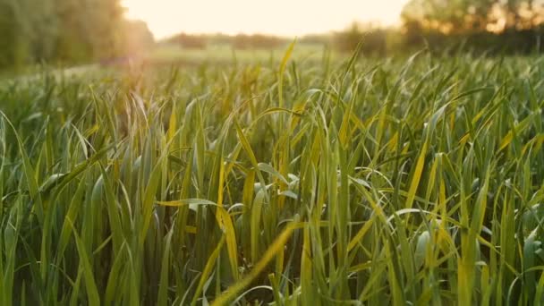 Ontgonnen veld van jonge groene tarwe in de ochtend. — Stockvideo