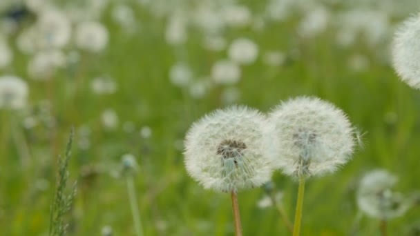 White dandelion in the meadow. Dolly pan — Stock Video