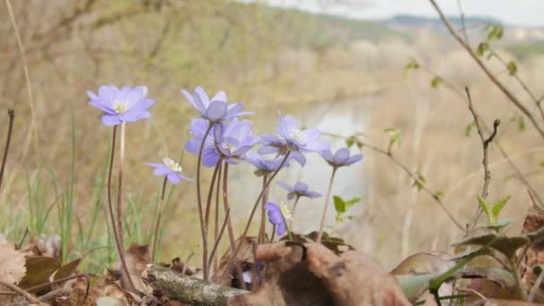 Macro shot de fleurs de violettes . — Video