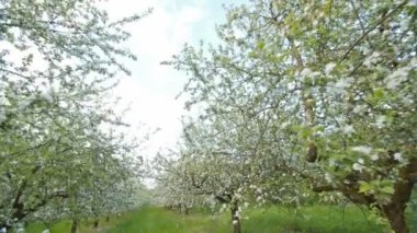 Çiçek açması elma ağaçlarının bahar beyaz çiçekli.