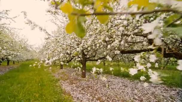 Kvetoucí jabloně s bílými květy na jaře. — Stock video