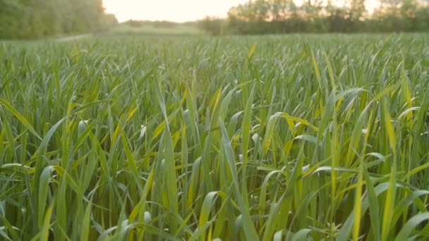 Champ cultivé de jeunes blés verts le matin . — Video