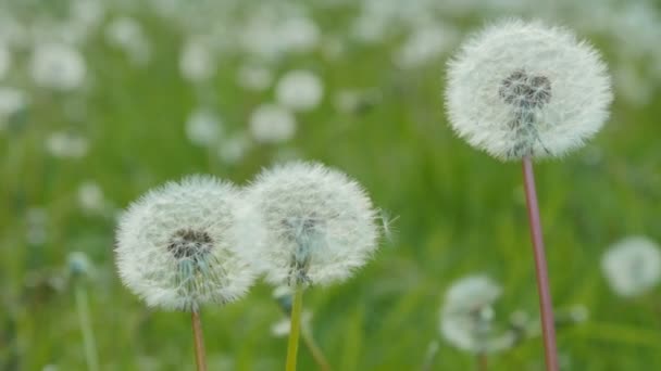 White dandelion in the green meadow. — Stock Video
