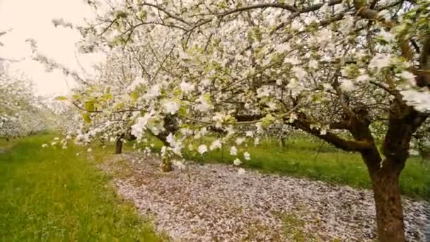 Bloeiende appelbomen met witte bloemen in het voorjaar. — Stockvideo