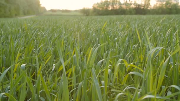 Bestelltes Feld mit jungen grünen Weizen am Morgen. — Stockvideo